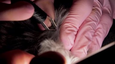 Steril eldivenli profesyonel veteriner köpekten maytunu alıyor.