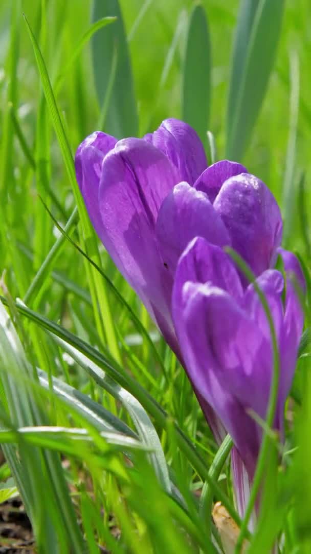 Purple crocus blossom with large petals waved by light wind — Stock Video