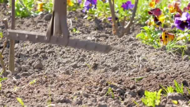 Giardiniere esperto rompe grandi mucchi di terreno con rastrello — Video Stock