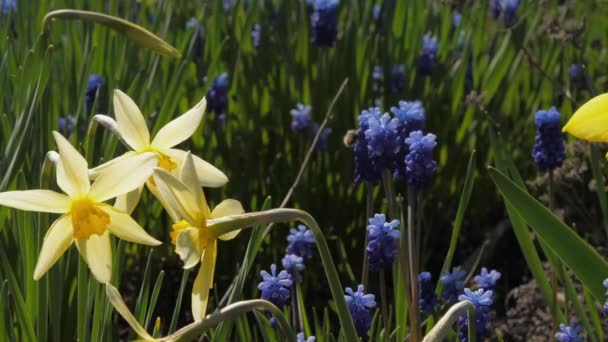 Zwarte gele honingbijen vliegen over narcissen en hyacinten — Stockvideo