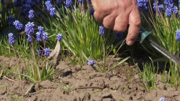 Stařec ruka vezme hnědé kovové hrábě mezi hyacinty — Stock video