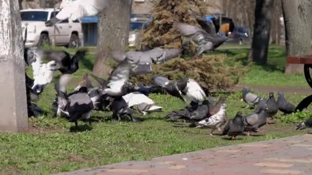 Městští holubi létají ze zelené trávy a přistávají poblíž dřevěné lavičky — Stock video