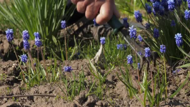 Старый садовник выращивает сухую почву среди цветов гиацинтов — стоковое видео