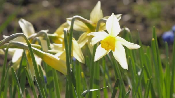 Gele narcissen met grote bloemblaadjes en violette hyacinten — Stockvideo