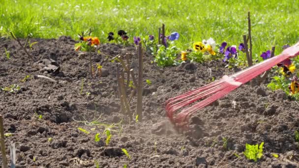 Jardineiro profissional cultiva solo com ancinho de metal vermelho — Vídeo de Stock