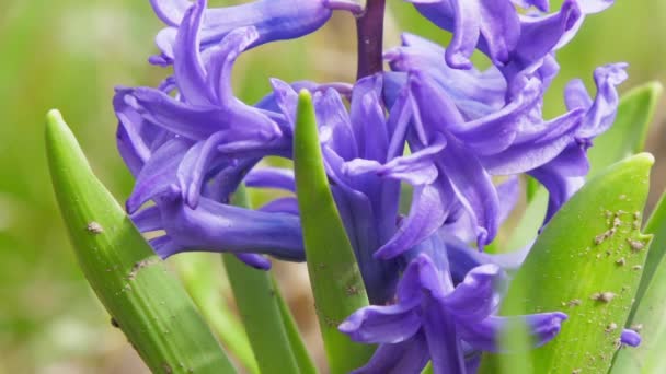 Petits pétales de jacinthes fleurs agitées par le vent léger — Video