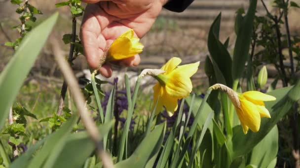 Yaşlı bahçıvanın eli narsisli çiçekleri alır ve yukarı çıkar. — Stok video