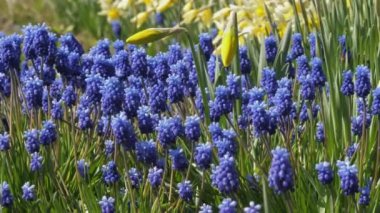 Küçük mavi sümbüller çiçekler ve sarı narsisli tomurcuklar.