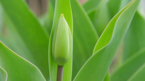 Pequeno botão de flor tulipa no caule cercado por folhas verdes — Vídeo de Stock