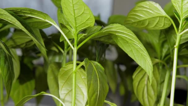 Brotes de pimiento verde grandes están bajo la luz del sol brillante — Vídeos de Stock