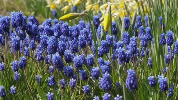 Kleine blauwe hyacinten bloemen en gele narcissen knoppen — Stockvideo