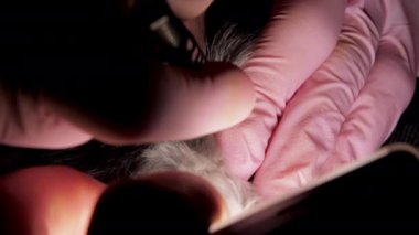 Steril eldivenli profesyonel veteriner köpekten maytunu alıyor.