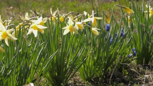 Žluté narcisy květiny na zelených stoncích s tenkými listy — Stock video