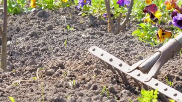 Καλλιεργεί χώμα ανάμεσα σε τριανταφυλλιές με τσουγκράνα — Αρχείο Βίντεο