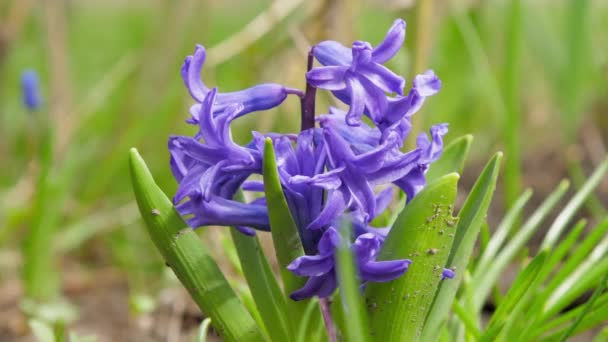 Geurige violette hyacinten bloemen op stam door groene bladeren — Stockvideo