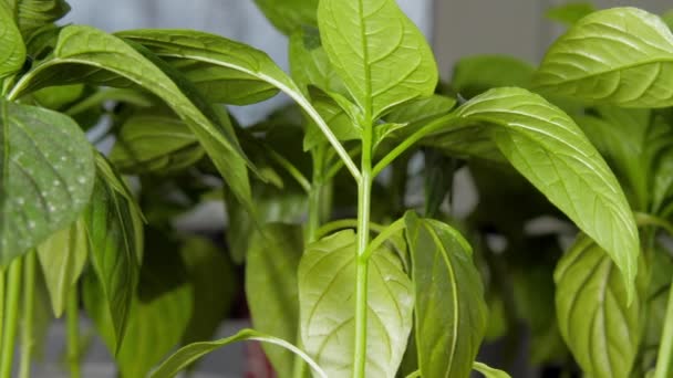 Brotes de pimiento verde grandes están bajo la luz del sol brillante — Vídeos de Stock