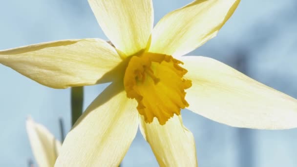 Flor narciso amarilla con pétalos grandes en tallo verde — Vídeo de stock