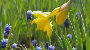 Sarı narsisler ve mor sümbüller bahçede yetişir.