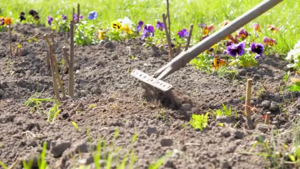 Pessoa cultiva solo entre estacas de roseira com ancinho — Vídeo de Stock