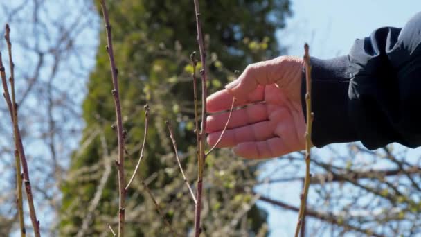 Рука пожилого человека касается деревьев, небольших веток, проверяющих почки. — стоковое видео