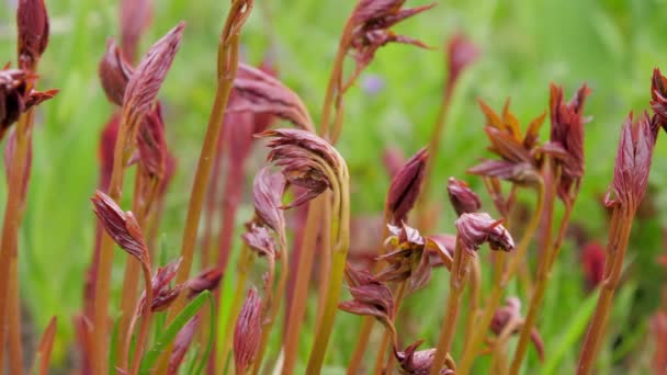 Small brown peony sprouts on long stems waved by wind — Stock Video