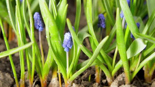 Pequenas flores de jacinto de uva violeta entre grama verde alta — Vídeo de Stock