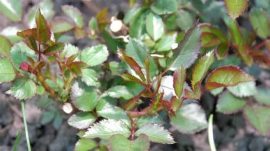 Bulanık gri zeminden küçük yeşil gül filizleri büyür