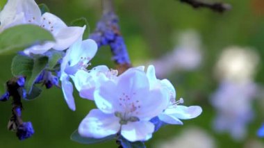 Bahçede kırmızı ışık altında beyaz elma ağacı çiçek açar.