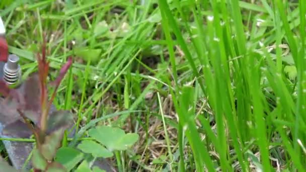 Professionell trädgårdsmästare klipper gräs runt ros med sekatörer — Stockvideo