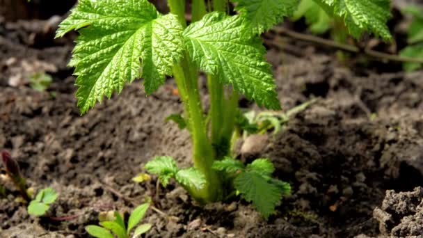 Pequeños brotes de frambuesa verde crecen en suelo negro — Vídeos de Stock