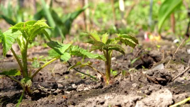 Kleine frambozen spruiten met groene bladeren groeien uit de grond — Stockvideo