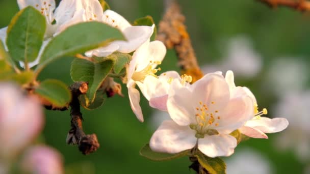 Bílý jabloně kvetoucí květy mezi zelenými listy — Stock video