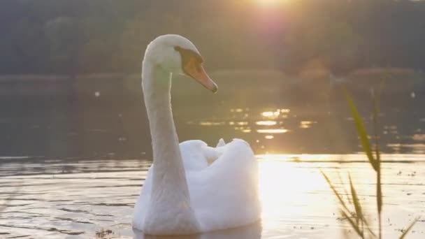 Des cygnes élégants aux plumes blanches dérivent sur un lac calme — Video