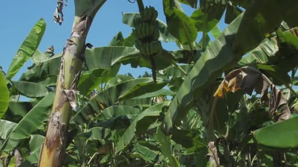 Plátanos verdes crecen en los árboles con hojas grandes en verano — Vídeos de Stock