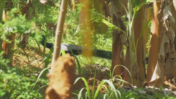 夏にカラフルな羽を持つ野生のオスクジャクが歩く — ストック動画