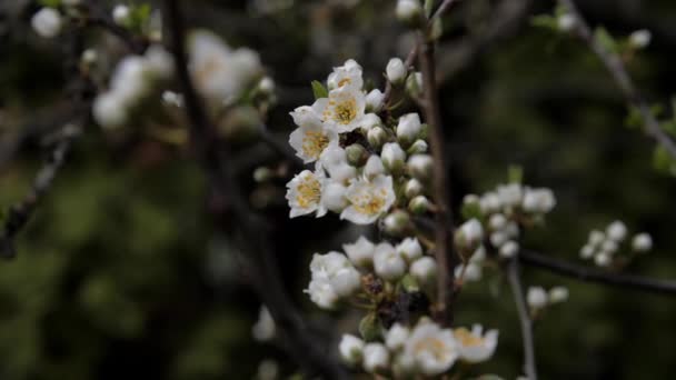 Flor de ciruela de cerezo blanco denso en rama de árbol marrón — Vídeo de stock