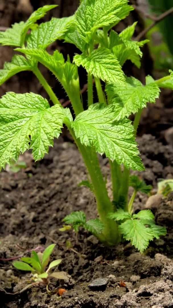 Brotes de frambuesa verde crecen fuera del suelo del jardín cerca — Vídeos de Stock