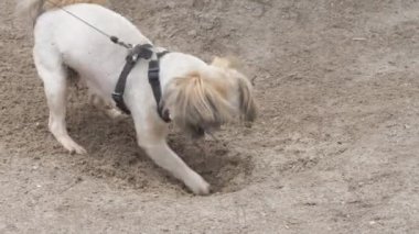 Kürklü kulaklı komik shihtzu köpeği sarı kumda çukur kazıyor