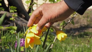 Yaşlı insan sarı narsisli çiçeklere dokunur.