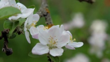 Bahçede kırmızı ışık altında beyaz elma ağacı çiçek açar.