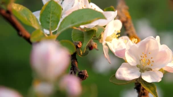 Vitt äppelträd blommar blommor bland gröna blad — Stockvideo