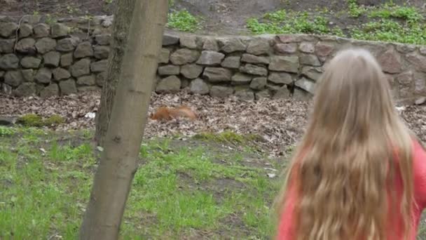 Long haired blonde junior schoolgirl walks to small squirrel — Stock Video
