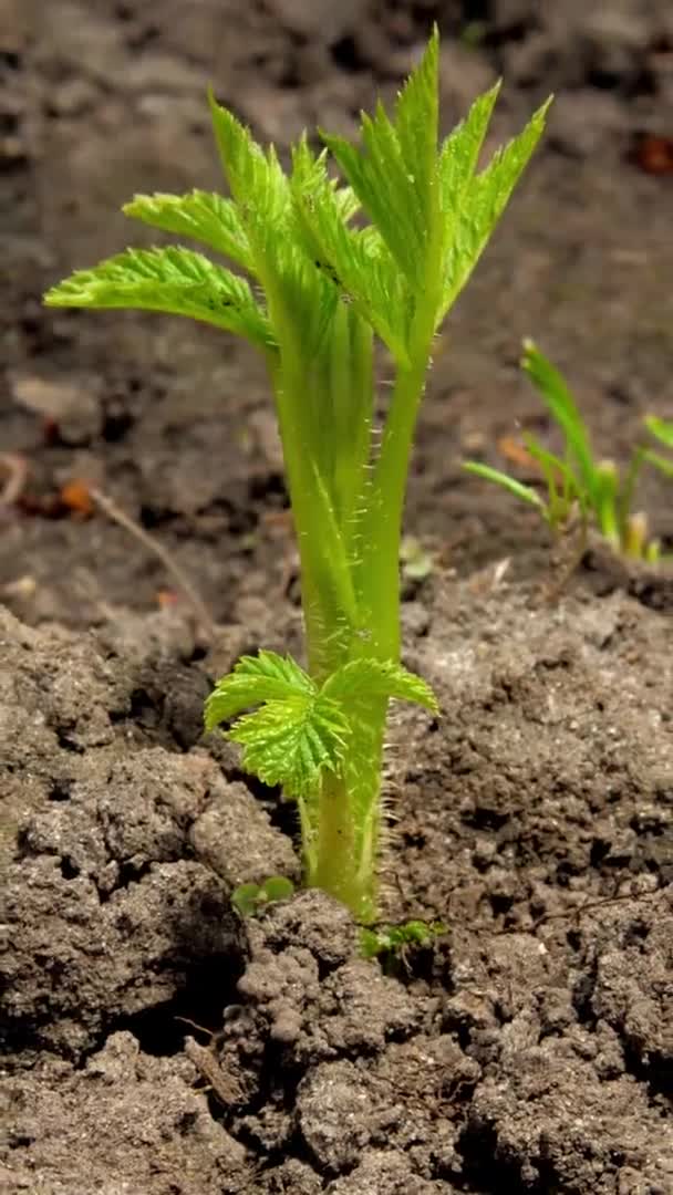 Zielone malinowe kiełki rosną z ziemi ogrodowej blisko — Wideo stockowe