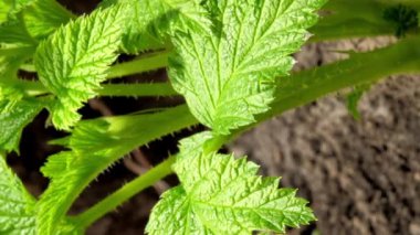 Yeşil ahududu filizleri bahçede yetişir.