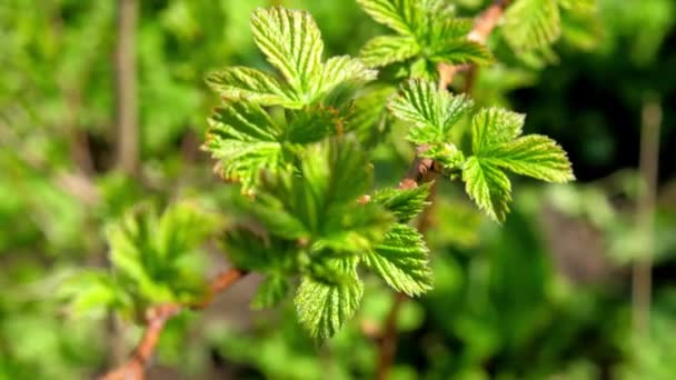 Pequeños brotes de frambuesa crecen en el tallo ondeado por el viento ligero — Vídeos de Stock