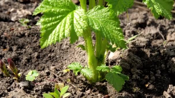 Pequeños brotes de frambuesa verde crecen en suelo negro — Vídeos de Stock