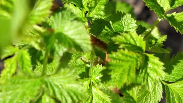 Pequeñas hojas verdes temblorosas de frambuesa ondeadas por el viento de primavera — Vídeos de Stock