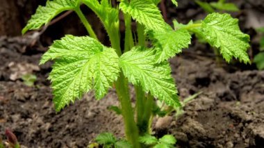 Küçük yeşil ahududu filizleri siyah zeminde yetişir.