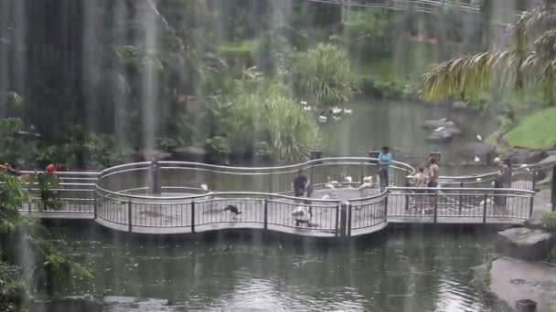 La gente alimenta a los pájaros en el zoológico bajo la lluvia — Vídeo de stock