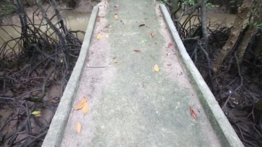 mangroves bir dere üzerinde köprü